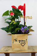 Caja de Plantas Naturales