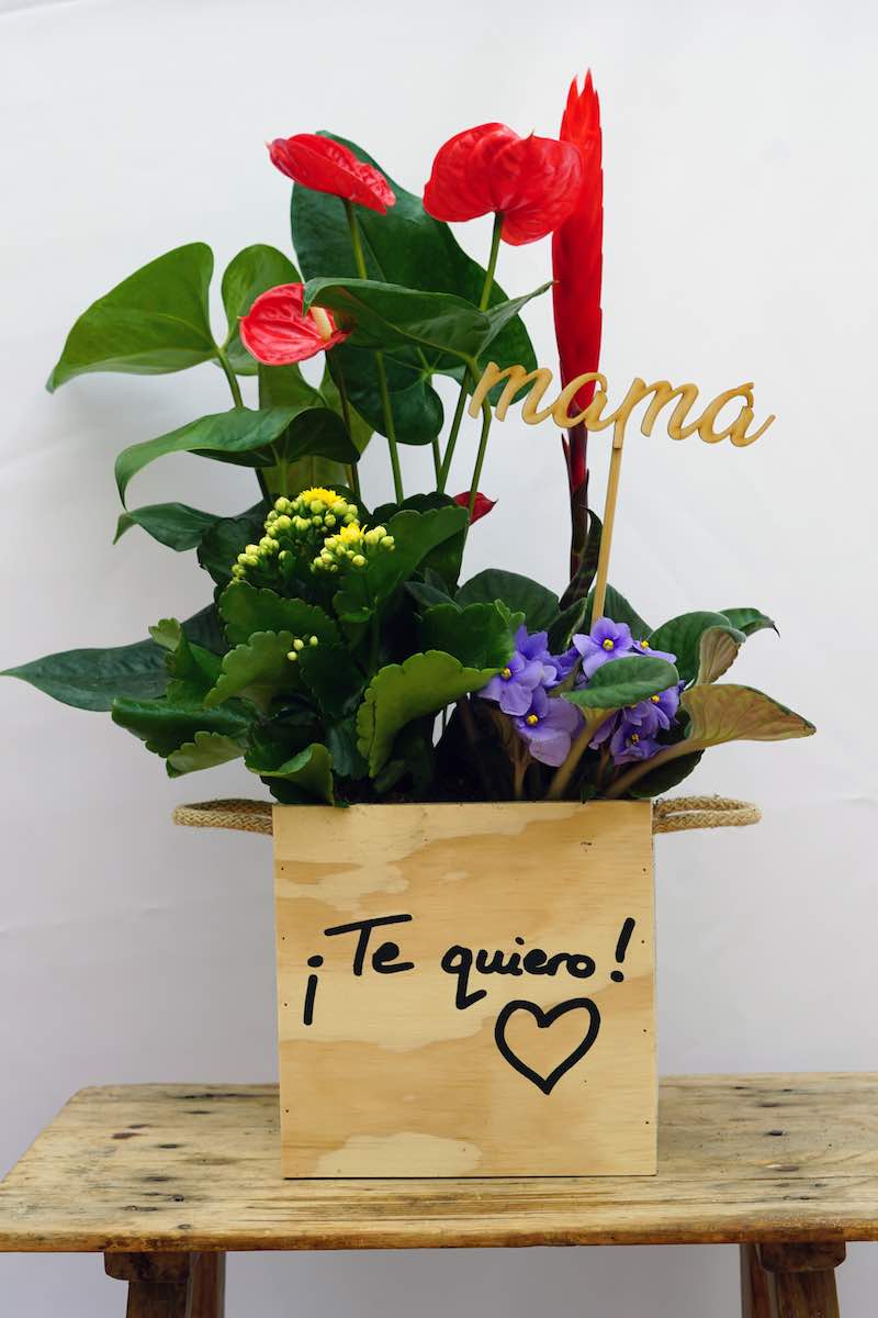 Caja de Plantas Naturales