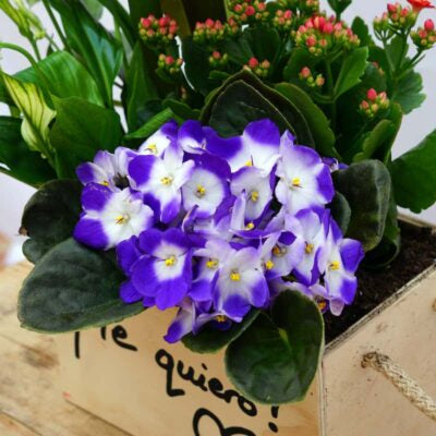 Caja de Plantas Naturales