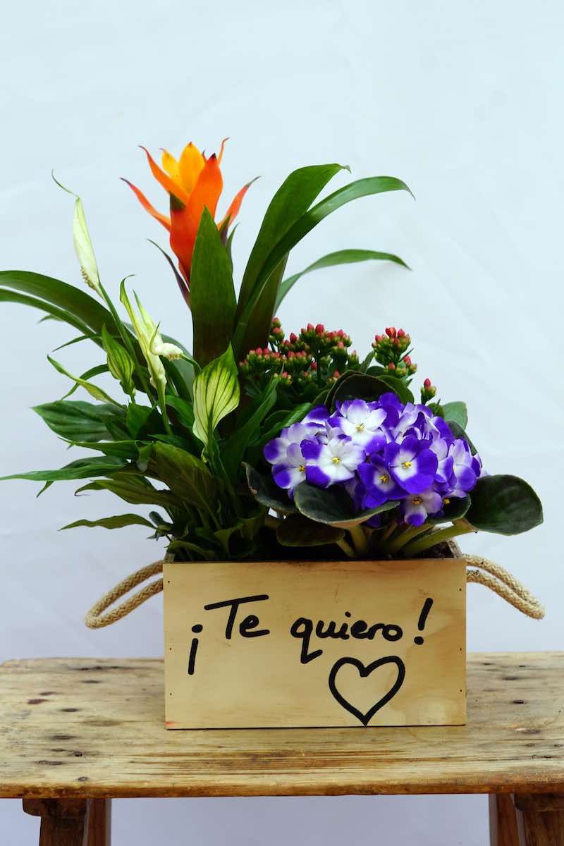 Caja de Plantas Naturales