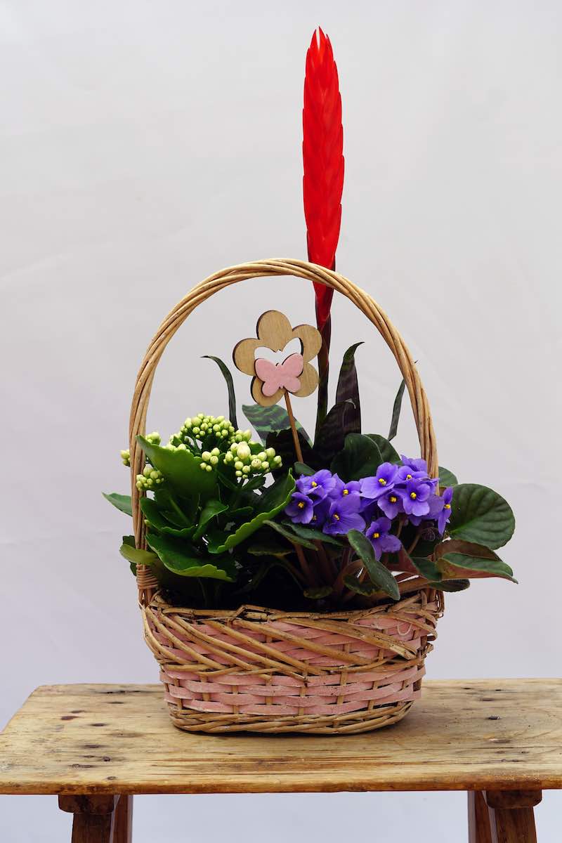 Cesta de Plantas Naturales