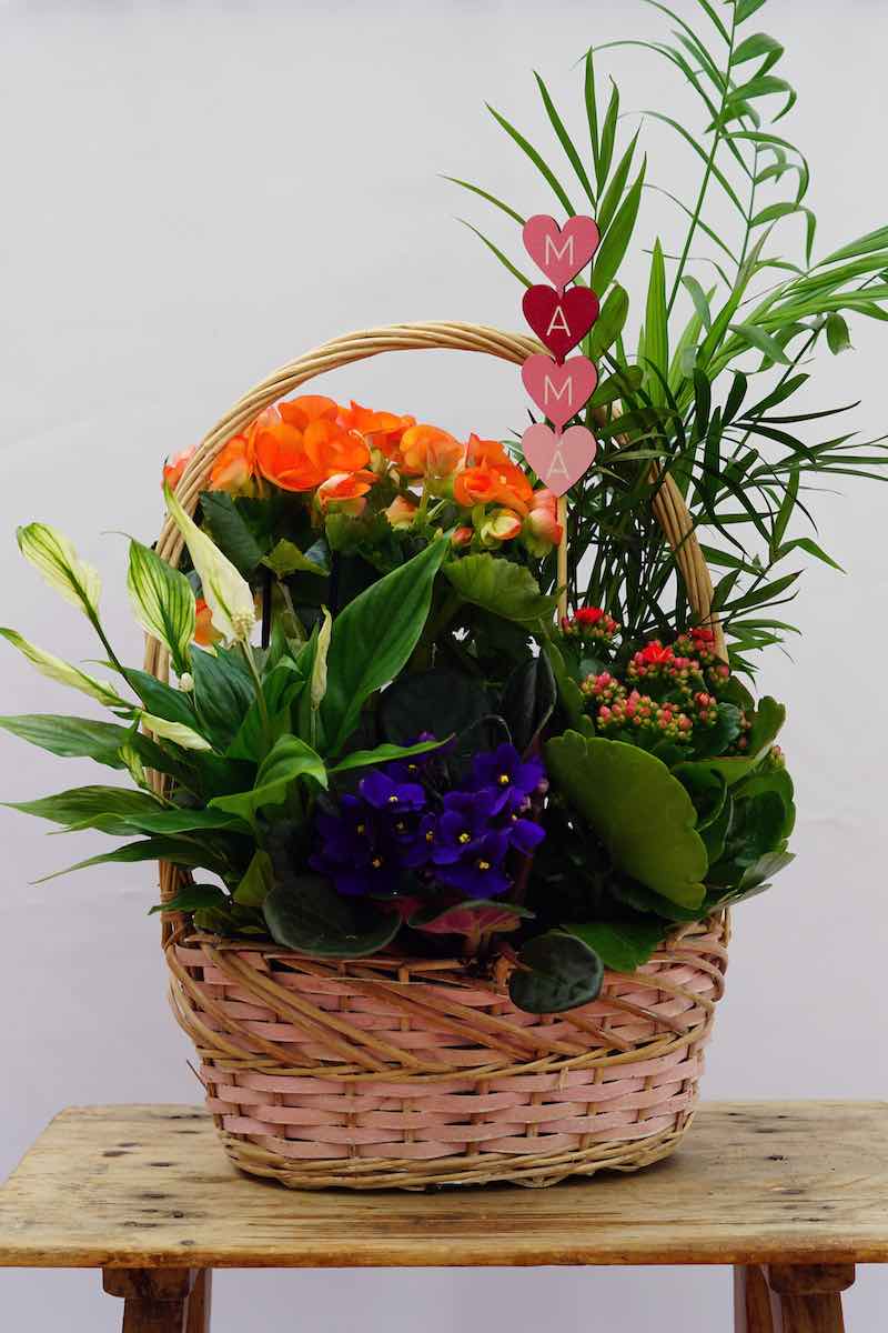 Cesta de Plantas Naturales