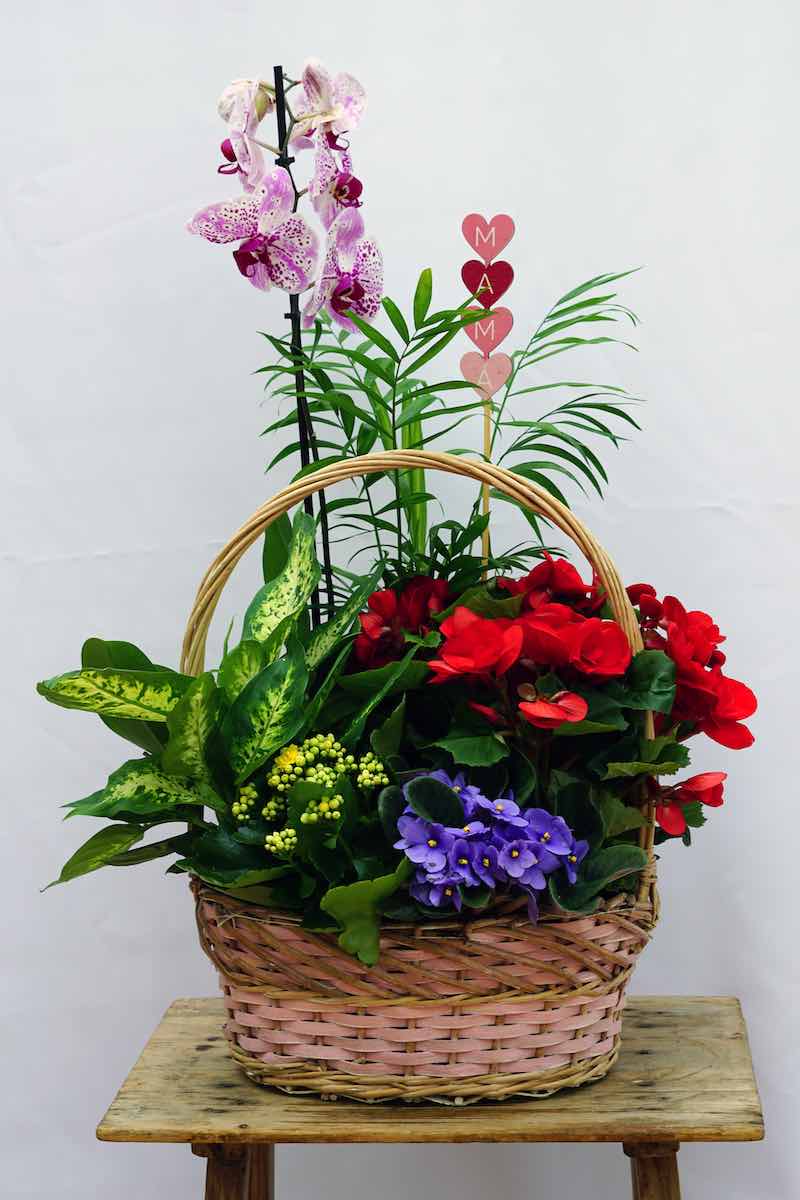 Cesta de Plantas Naturales