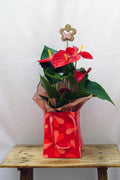 Planta Anthurium