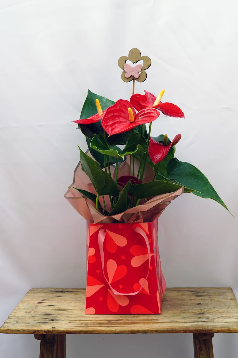 Planta Anthurium