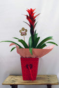 Planta Guzmania