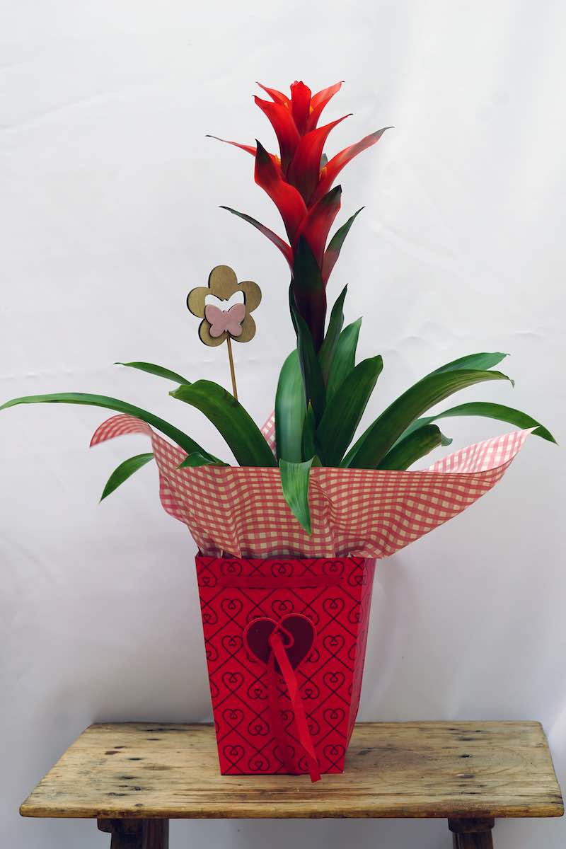 Planta Guzmania