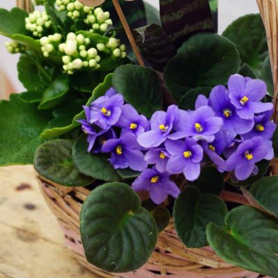 Cesta plantas naturales