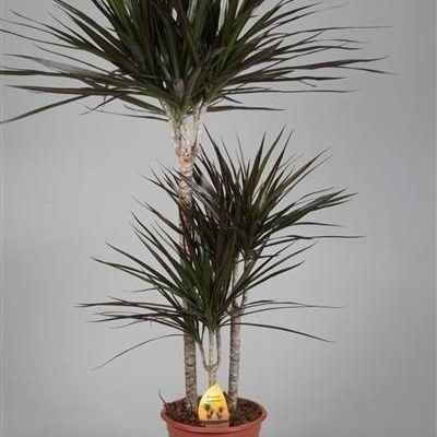 Planta Dracena Marginata