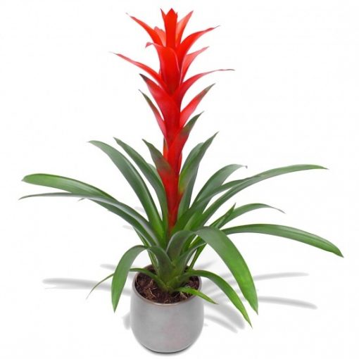 Planta Guzmania con macetero