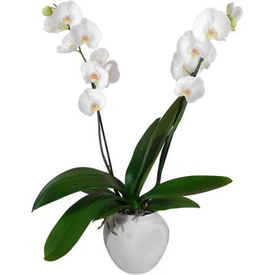 Orquídea natural con macetero