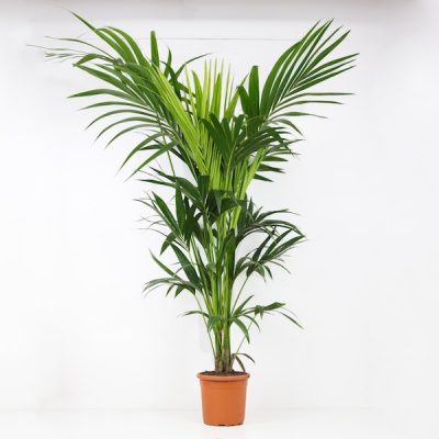 Kentia planta natural grande