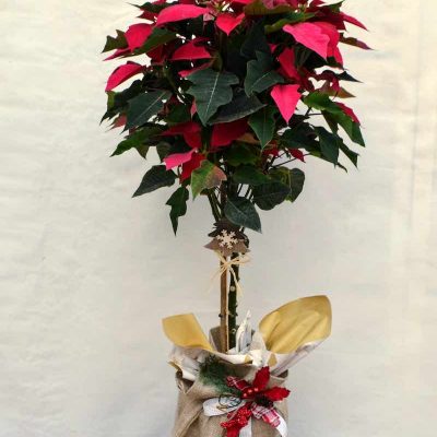 Poinsettia árbol navidad