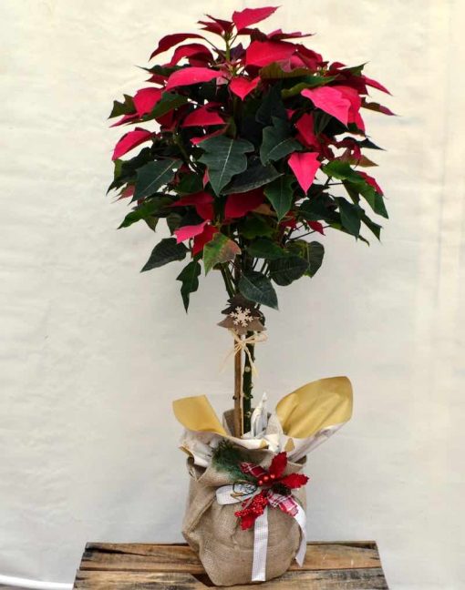 Poinsettia árbol navidad