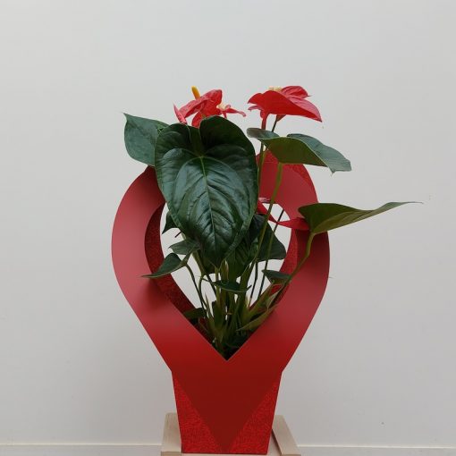 Planta anthurium enamorados