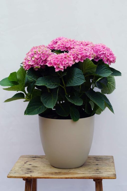 Planta natural hortensia