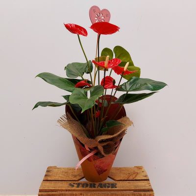 Planta natural anthurium