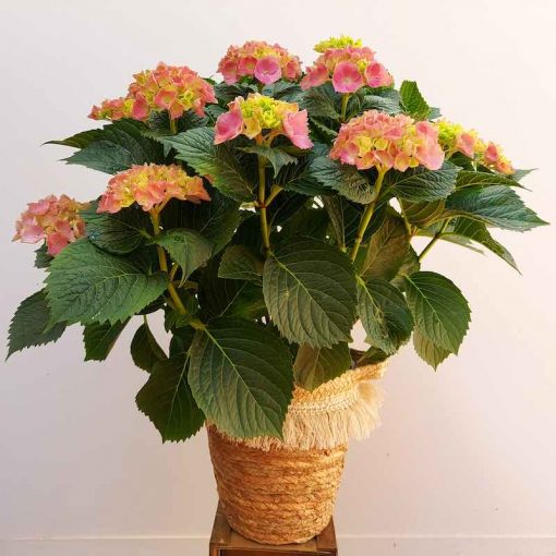 Planta hortensia natural